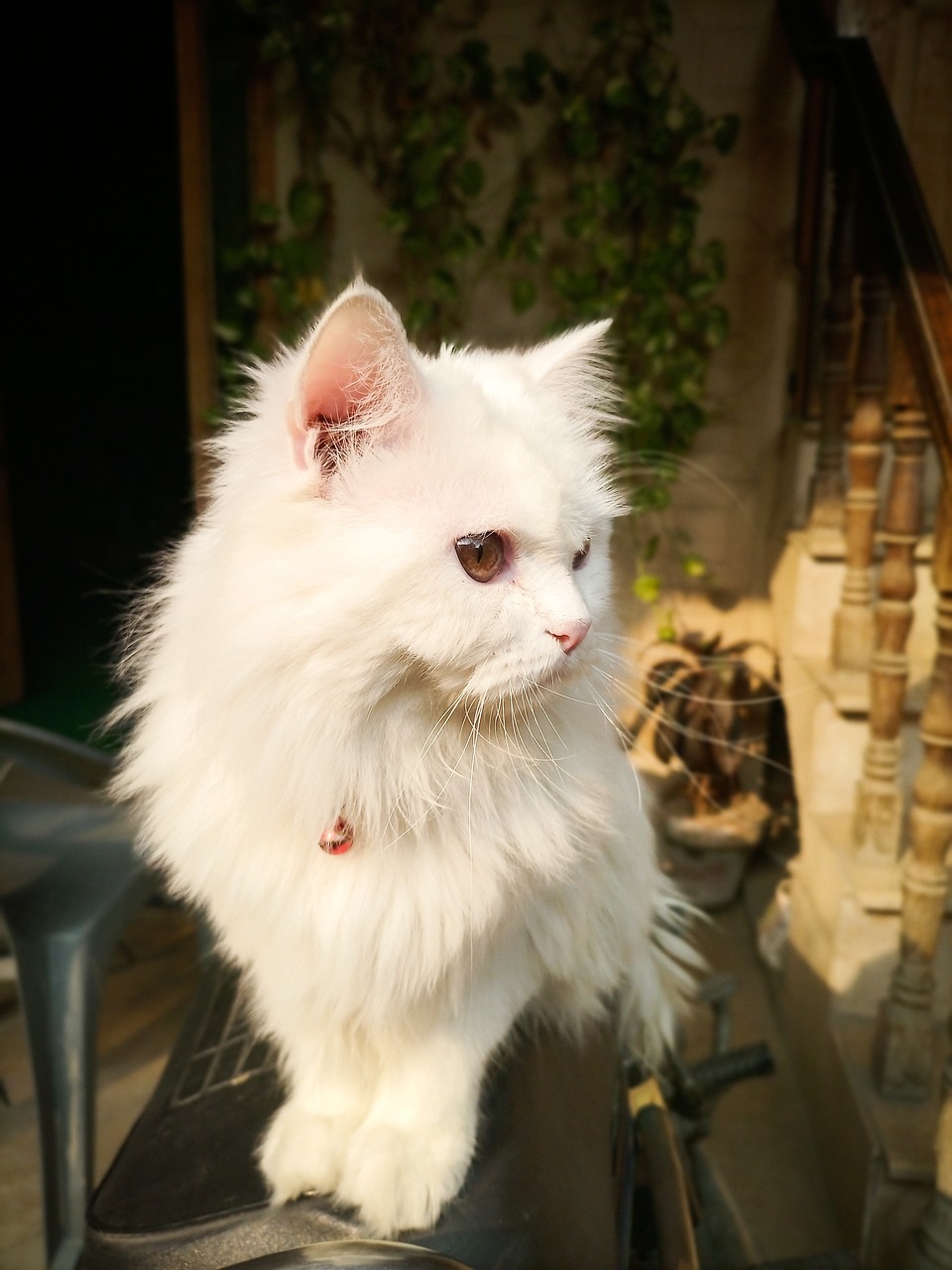 페르시안(Persian)4