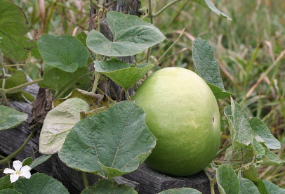 흥부와 놀부 &ndash; 착한 동생과 욕심 많은 형