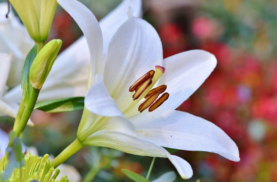 하얀 순수의 상징: 흰색 꽃 식물 도감