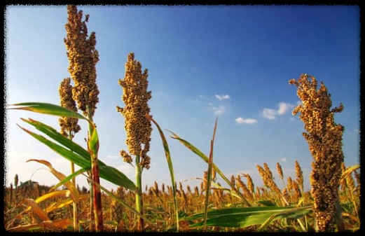 성공하는 사람들의 7가지 습관 성장 공식 ❘ 성숙의 연속성 스티븐 코비 한국리더십센터 주도 지속적인 경쟁 우위 성품 운명 습관 행동 생각 기본원칙 패러다임