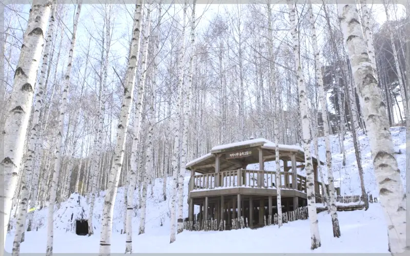 인제 자작나무숲_16