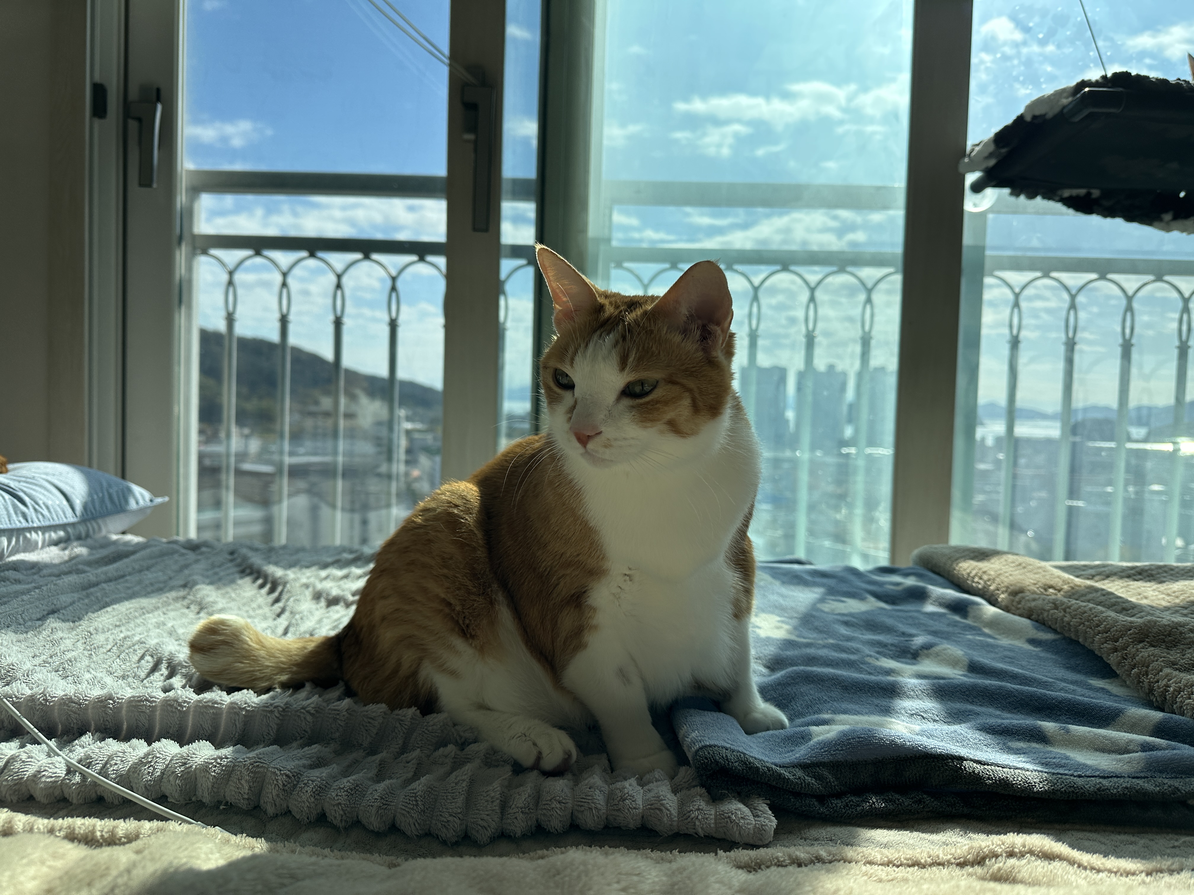 침대_위에_앉아_있는_호야_2