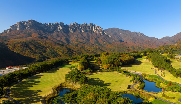 소노펠리체 델피노