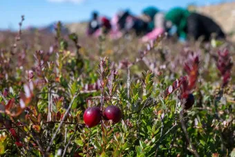 크랜베리 재배 산성 토양 물 관리 지표 재배_6