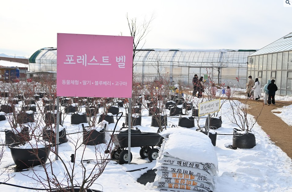 용인 포레스트벨 에서 딸기도 따고 동물 먹이도 주고 온 후기 사진 1