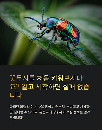 꽃무지를 처음 키워보시나요? 알고 시작하면 실패 없습니다