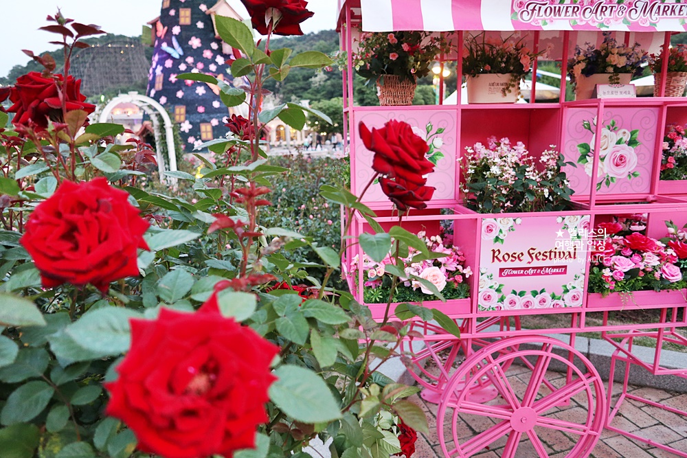 에버랜드 장미축제 2022 기본정보, 지금 개화시기, 에버랜드 플라워 아트&마켓