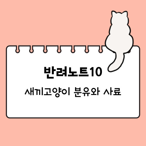 새끼고양이 분유주는 법과 사료