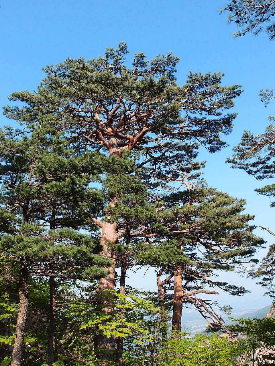 속초 설악산 사진