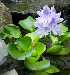 옥잠화 꽃 피는시기 꽃말 종류 비비추 부레옥잠 차이 키우기 방법 관리 팁4