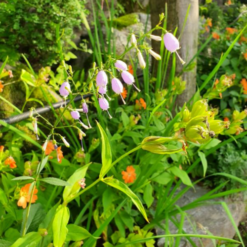 잔대( Japanese Ladybell )