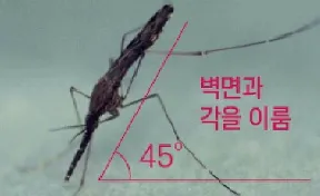 말라리아 모기 특징
