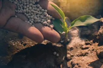 멀칭 필수 가이드 비닐 왕겨 볏짚 잡초 수분관리 효과_7