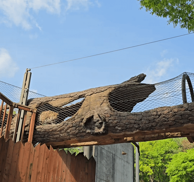 과천서울대공원동물원표범가까이