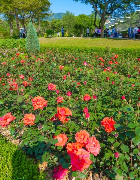 서울대공원 장미축제