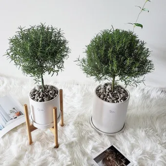 로즈마리 물주기 가지치기 환기관리 햇빛배치 주방 허브로 인기_32