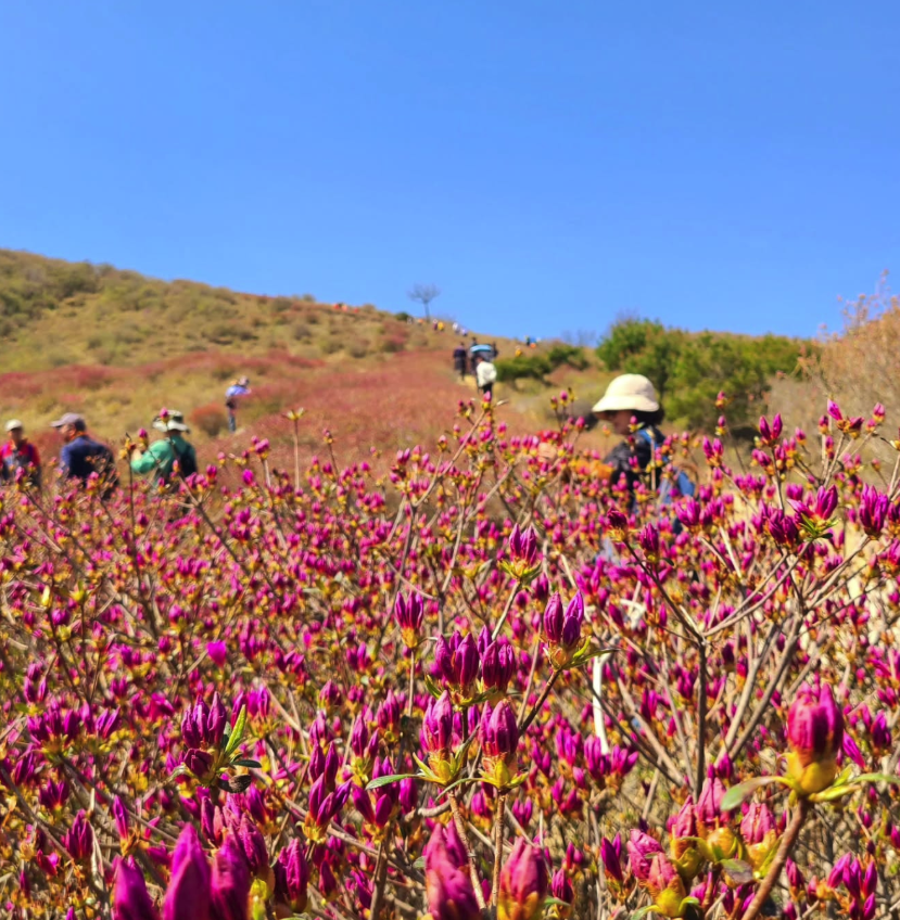 2025년 황매산 철쭉축제, 황매산 철쭉축제 날짜, 황매산 철쭉축제기간