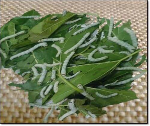 뽕잎 먹는 누에