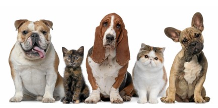 펫보험 가입방법, 청구방법 - 보험료, 가입대상, 보장범위