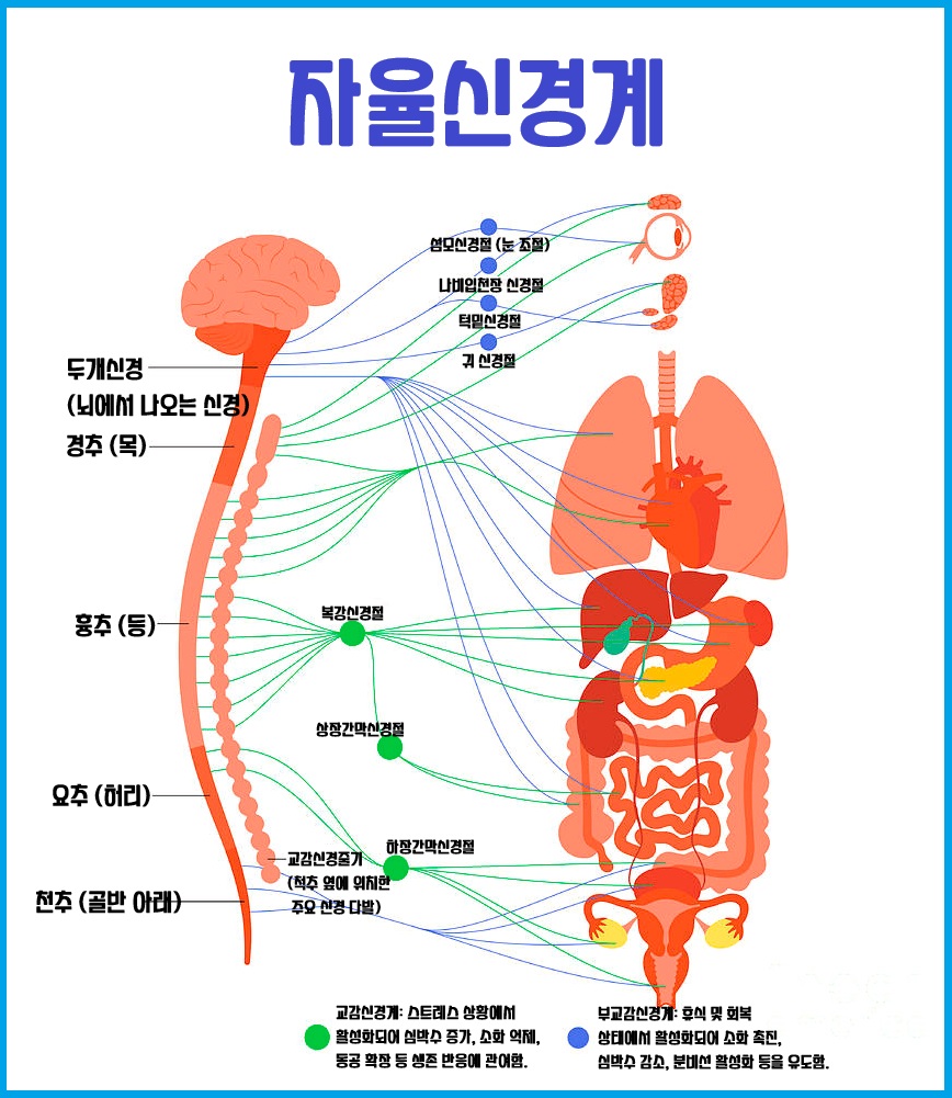 자율신경계