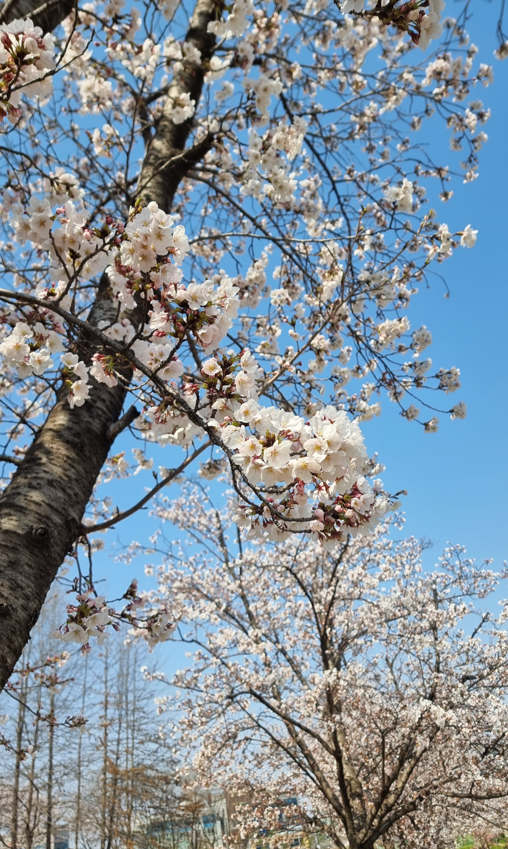 벚꽃