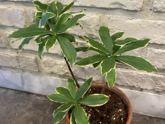 천리향 키우기와 향을 오래 유지하는 방법_15