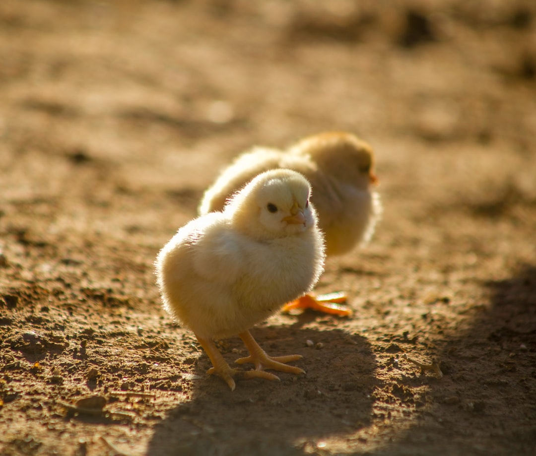 Chicken