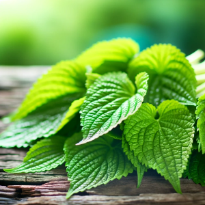 6월-제철-채소-깻잎