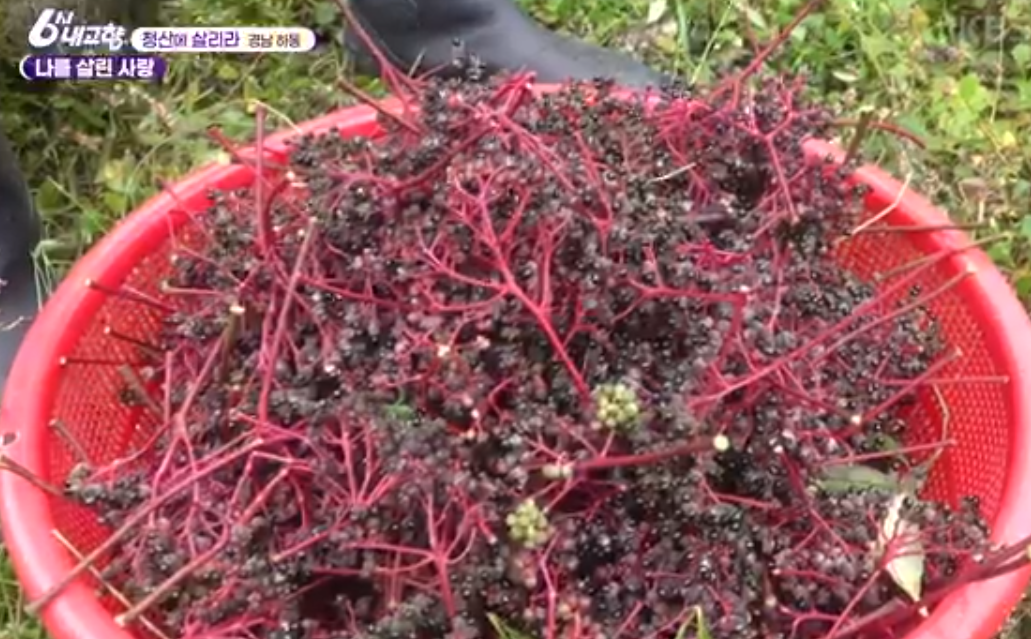 하동 산초 열매