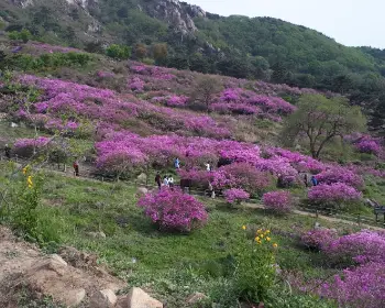 황매산 철쭉축제_8