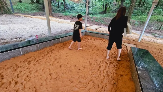 울산대공원 메타세콰이어길 맨발걷기