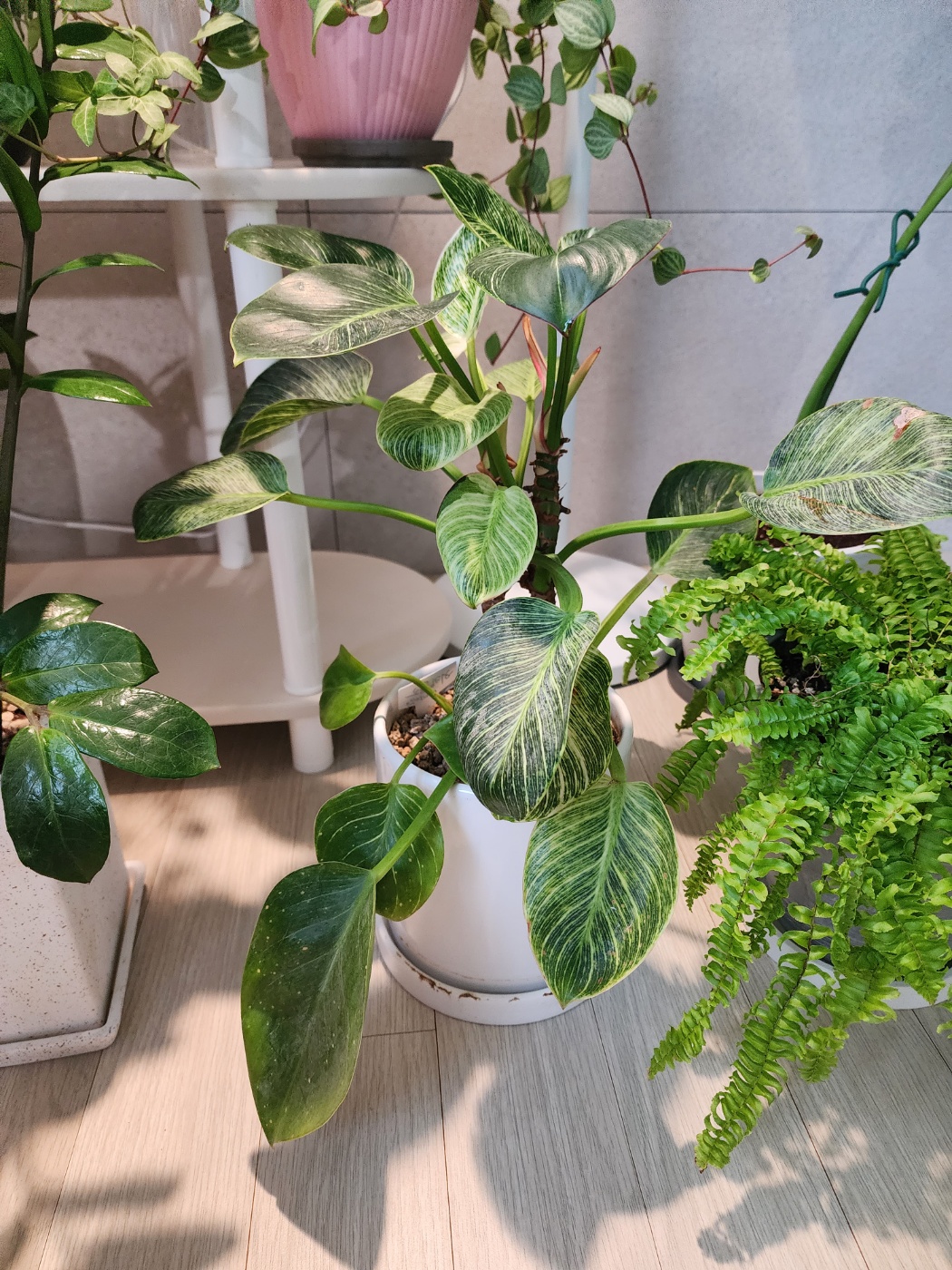 톡토기가 자라고 있는 버킨콩고