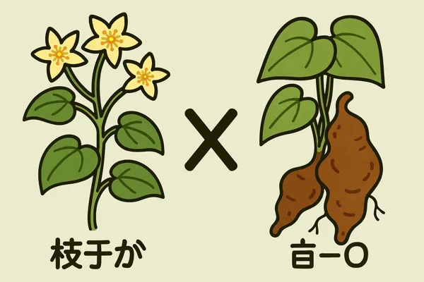 박주가리 하수오 구별법과 판별 기준10