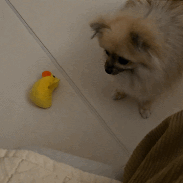 장난감을 가져오는 강아지