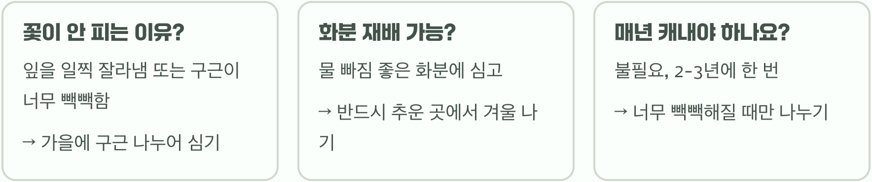 가을에 꼭 심어야 할 수선화 구근, 실패 없이 심는 시기와 방법 A to Z