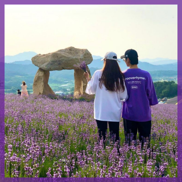 정읍-허브원-라벤더축제-전경4