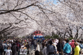 아름여행사 벚꽃 여행 당일치기 여행