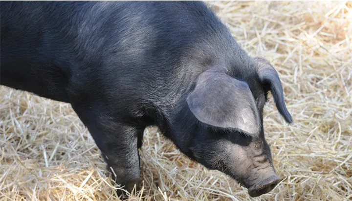 제주 흑돼지 거리 추천 고기집과 대기시간 정보_6