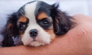 강아지 사료 추천