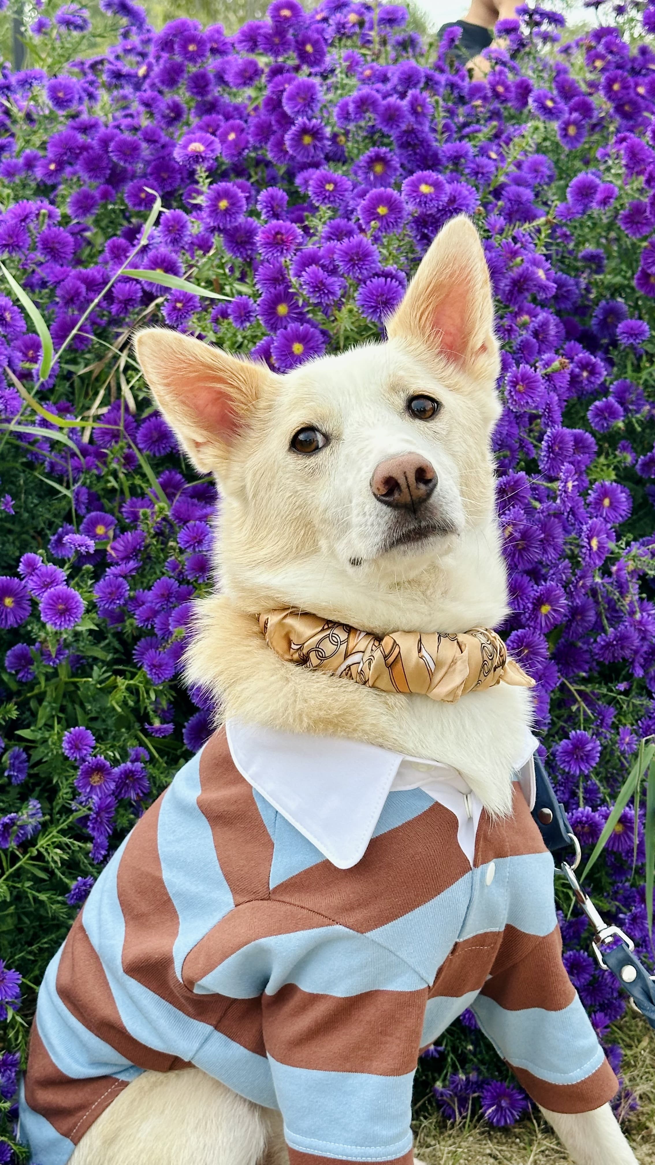 반려동물 패션과 윤리: 강아지 옷, 정말 괜찮을까요?