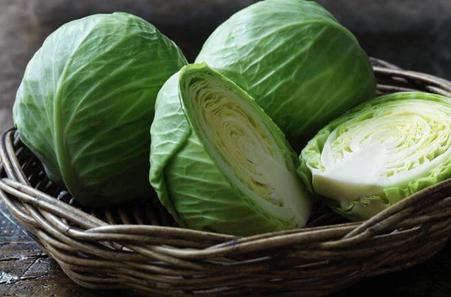 양배추