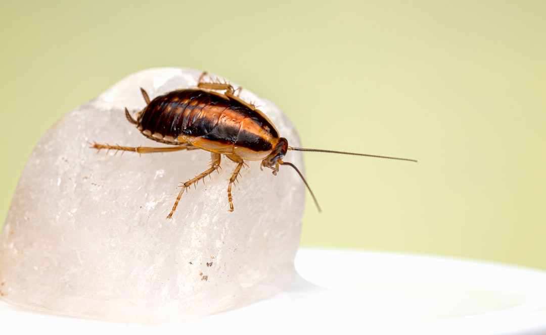 Cockroach