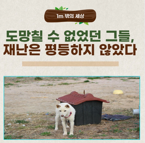 기후 재난에 묶인 생명: 산불과 폭우 속 개들의 참혹한 죽음