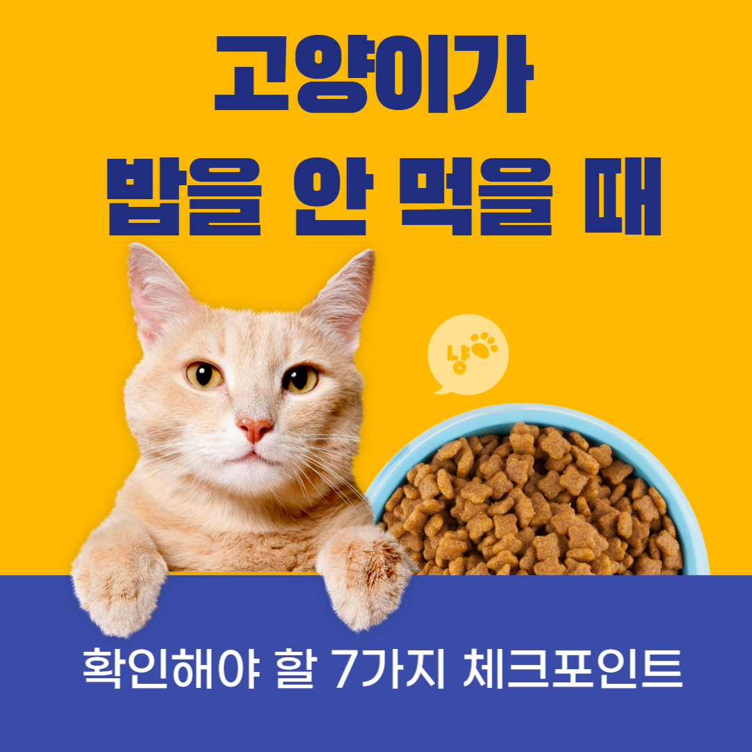 고양이가 밥을 안 먹을 때