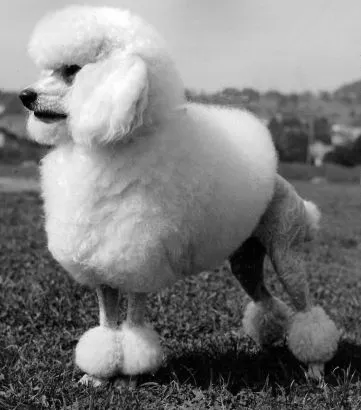 푸들 종류 토이푸들 실버투들 분양 가격 성격_4