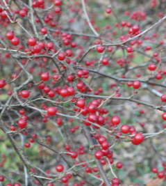 까마귀밥나무 열매2