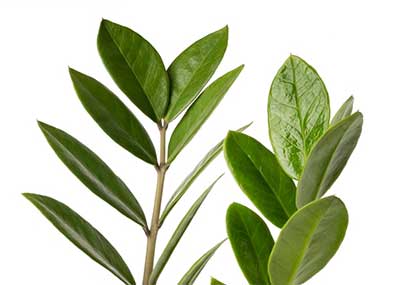 돈나무-금전수-잎