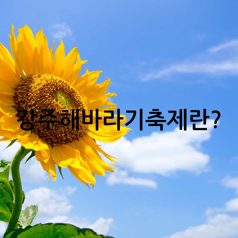 함안 강주해바라기축제 2025
