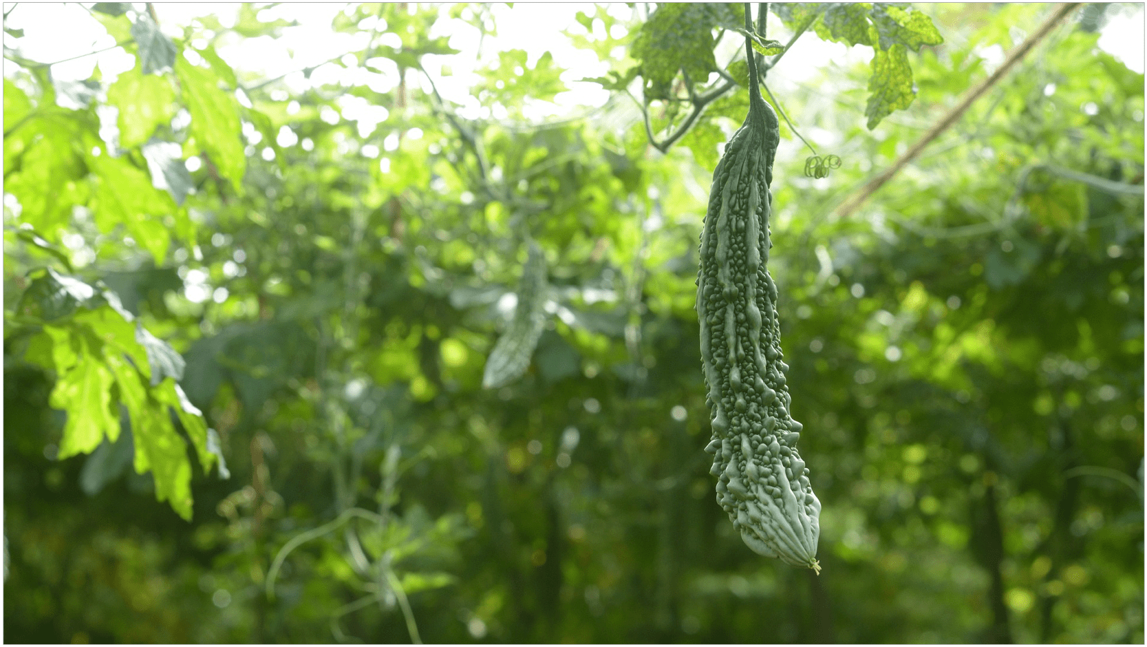 여주-효능-부작용