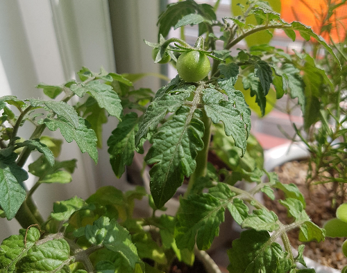 베란다 텃밭 가꾸기 (상추&amp;#44; 방울토마토&amp;#44; 주의할 점)